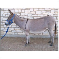 dwarfism on a donkey