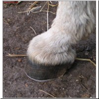 Hoof care is important !