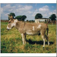 amerik.Miniesel Even Asses  John Mosley