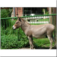 amerik.Miniesel Jackador�s Jamiroqui 