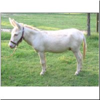 amerik.Miniesel Merry Go Round Sir Booberry Creme