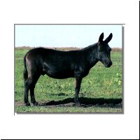 amerik.Miniesel Spotted Acres Maxx
