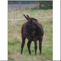 amerik.Miniesel Country Trail Acres Midnight