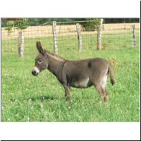 amerik.Miniesel Furball Acres Lil�Fairy