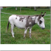 amerik.Miniesel Green Acres Moshulu