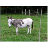 amerik.Miniesel Green Acres Moshulu